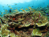 Moalboal Reef 14