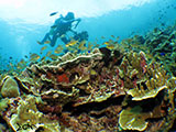 Moalboal Reef 15
