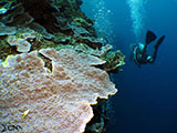 Moalboal Reef 16