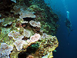 Moalboal Reef 17