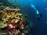 Moalboal Reef 18