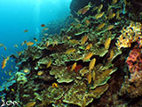 Moalboal Reef 19