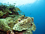 Moalboal Reef 2