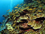 Moalboal Reef 20