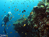 Moalboal Reef 21