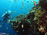 Moalboal Reef 22