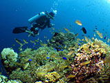 Moalboal Reef 23