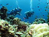 Moalboal Reef 24