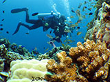 Moalboal Reef 25
