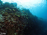 Moalboal Reef 26