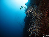 Moalboal Reef 27