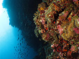 Moalboal Reef 28