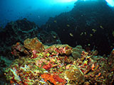 Moalboal Reef 29