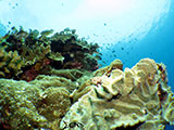 Moalboal Reef 3