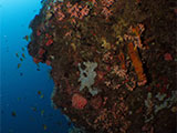 Moalboal Reef 30