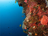 Moalboal Reef 31