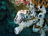 Moalboal Reef 33