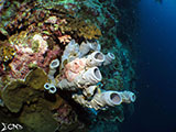 Moalboal Reef 34