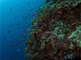 Moalboal Reef 35