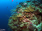Moalboal Reef 36