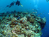 Moalboal Reef 37