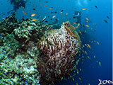 Moalboal Reef 38