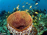 Moalboal Reef 39