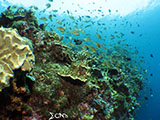 Moalboal Reef 4