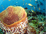 Moalboal Reef 40
