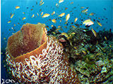 Moalboal Reef 41