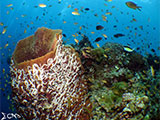 Moalboal Reef 42
