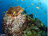 Moalboal Reef 43