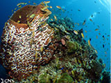 Moalboal Reef 44