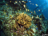 Moalboal Reef 46