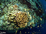Moalboal Reef 47