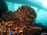 Moalboal Reef 48