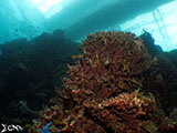 Moalboal Reef 49