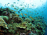 Moalboal Reef 5