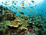 Moalboal Reef 6