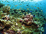 Moalboal Reef 7