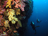 Moalboal Reef