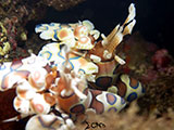 Tulamben Harlequin Shrimp 1