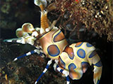 Tulamben Harlequin Shrimp 10