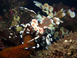 Tulamben Harlequin Shrimp 3