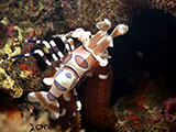 Tulamben Harlequin Shrimp 7