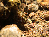 Tulamben Juvenile Wasp Fish 1