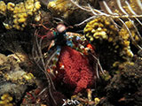 Tulamben Mantis Shrimp with Eggs 1