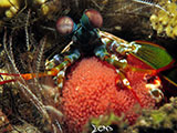 Tulamben Mantis Shrimp with Eggs 3