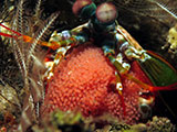 Tulamben Mantis Shrimp with Eggs 4
