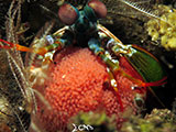 Tulamben Mantis Shrimp with Eggs 5